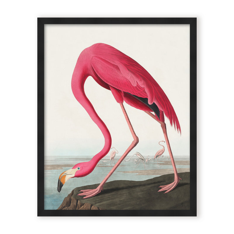 Coastal Retreat Pink Flamingo II From Birds Of America (1827), 48" H x 36" W x 1.125" D, Framed Print, Gold