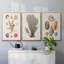Knorr Shells & Coral I, impression sur toile 3 pièces-91887734-91887735