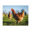 Art de poulet majestueux, impression murale-1350262229