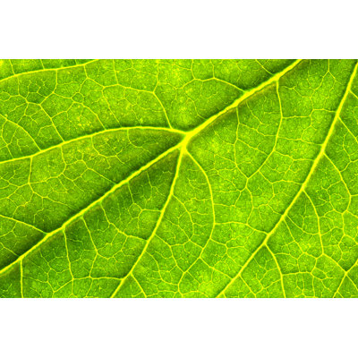 " Green Leaf Texture "