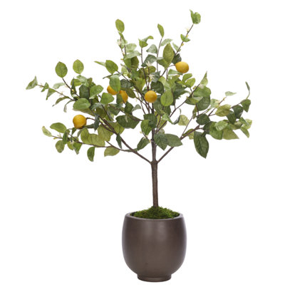 Lemon Bush, Concrete Pot, 32wx30dx45h
