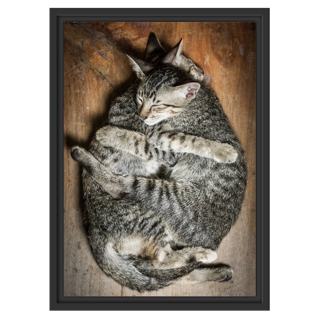 Gerahmter Kunstdruck Cuddling Cats