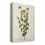 «Antique Herb Botanical I», impression sur toile tendue-773044610