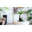 Plateau en verre Josephine-257285578