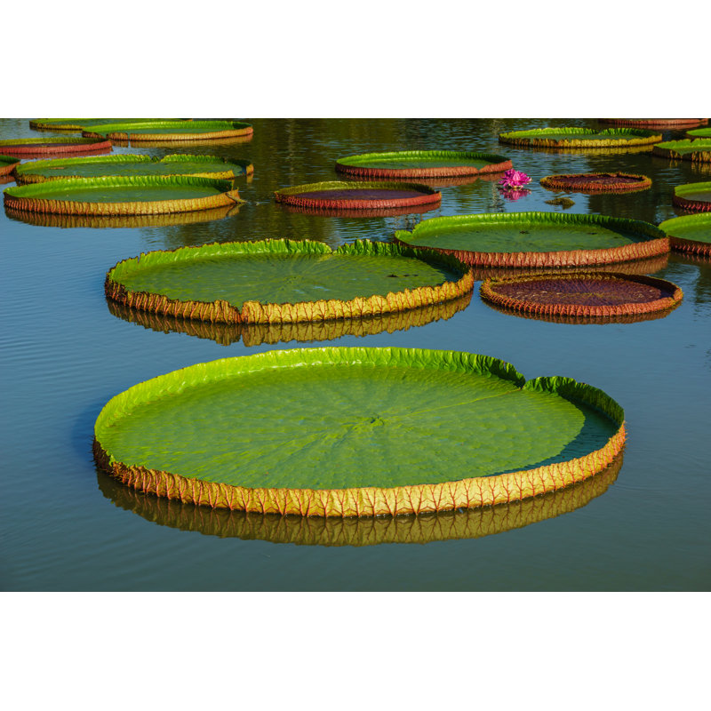 «Giant Leaves of Victoria Regia» - Photographie sur toile tendue, H 12 po x l 18 po