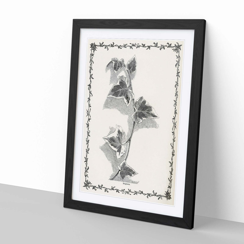 Ivy Marginata by Shirley Hibberd - Framed Print, 48cm H x 36cm W x 2cm D, Black Framed