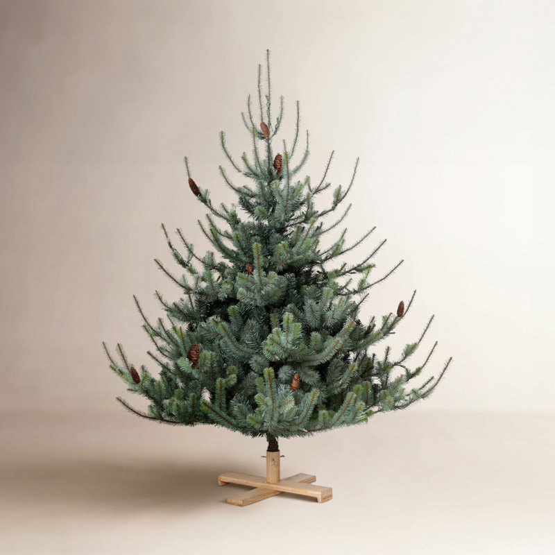 Lighted Christmas Tree