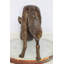 Statue de loup en bronze étirée Nifao - sculpture de faune de cire perdue fabriquée à la main avec une finition patinée naturelle, art de loup réaliste pour chalet rustique 49 po x 10 po x H 20 po