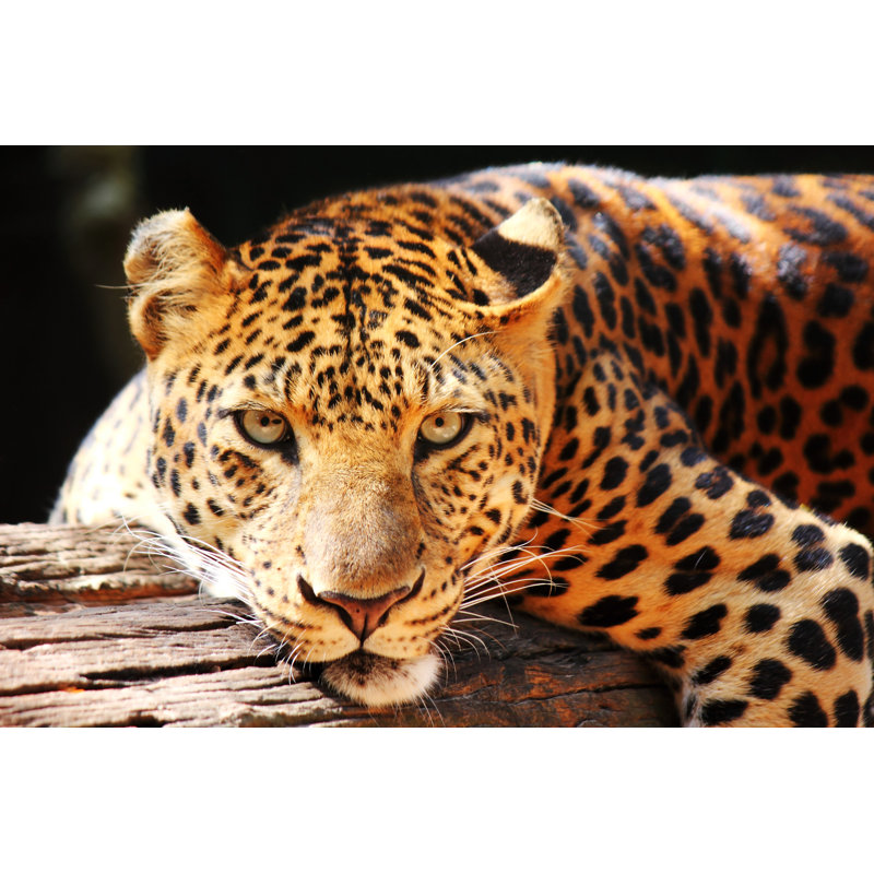 Leopard Panther Resting - Wrapped Canvas Print, 20cm H x 30cm W x 3.8cm D