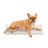 Outdoor Pet Bed Accessory-280999449