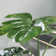 80'' Faux Philodendron Plant in Planter