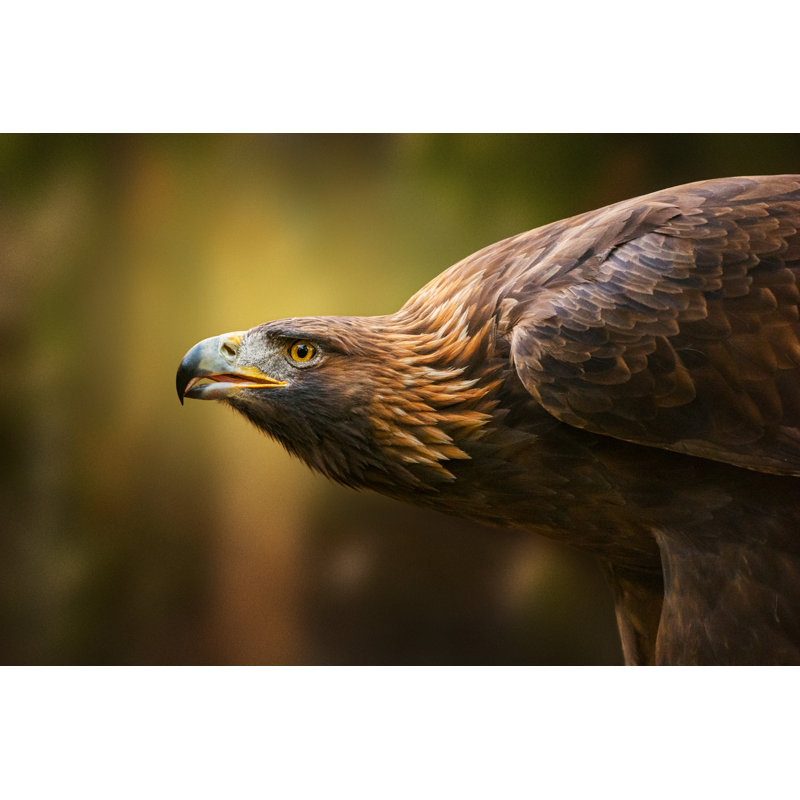 Portrait d'un aigle royal par Zocha_K, H 12 po x l 18 po