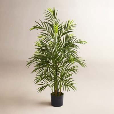 Sommer Areca Palm Tree in Pot