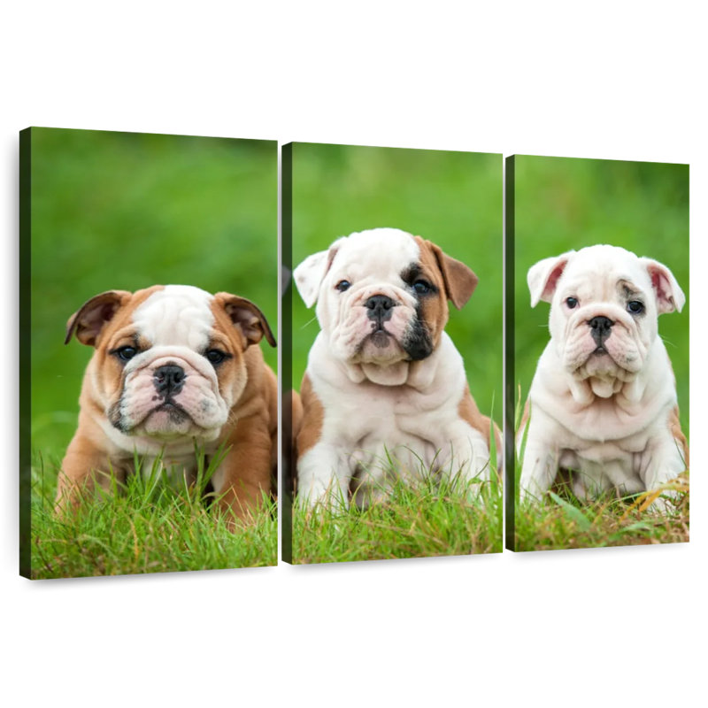 Chiots bouledogue anglais, H 14 po x l 23 po