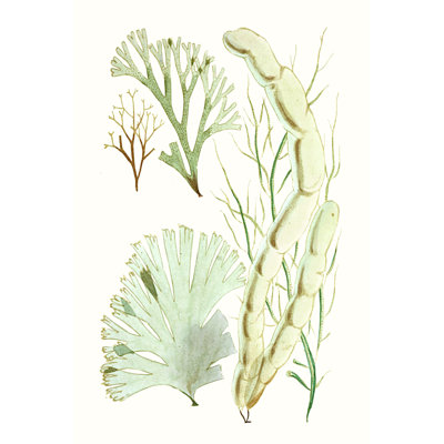 Antique Seaweed Composition I by Vision Studio - Painting Print