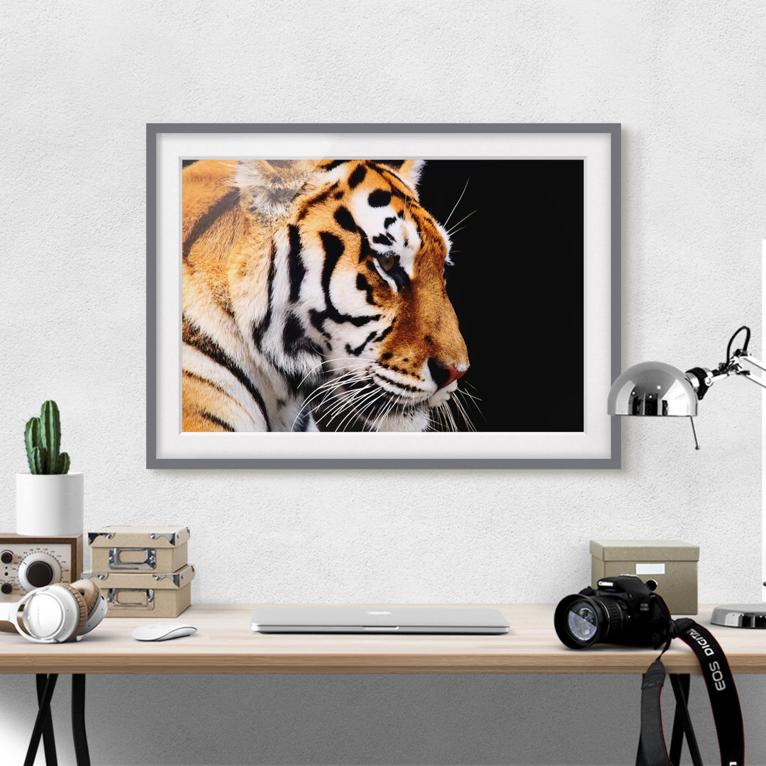 Gerahmtes Poster Tiger Beauty