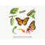 Butterfly Life Cycle Wall Decals, Set of 8 Educational Peel and Stick Wall Stickers, Classroom Playroom Decor, Kids Learning Wall Art, 20"W x 20"H (50 x 50 cm)-381602308