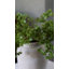 Faux Branch