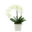 Orchid in a White Vase