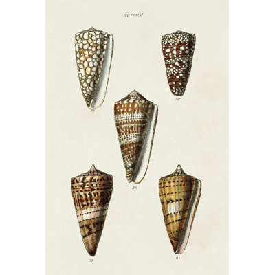 " Cone Shell Collection II "