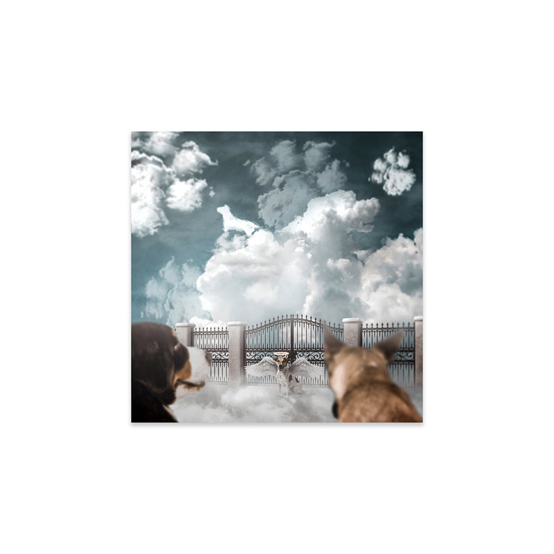 «Dog Heaven» par Shaun Ryken - impression non encadrée, H 24 po x l 24 po x P 0,25 po