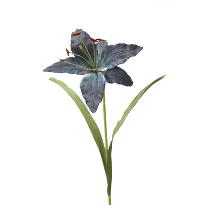 Lily madone
