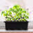 Boshen Growing Kit-100943825