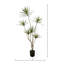 Plante Dracaena
