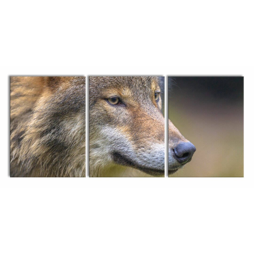 3-tlg. Leinwandbilder-Set Porträt des europäischen Wolfes