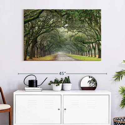 Harnek Lane Of Oaks