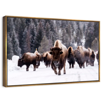 Bisons d'hiver