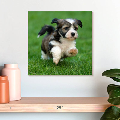 Crowle Havanese Puppy