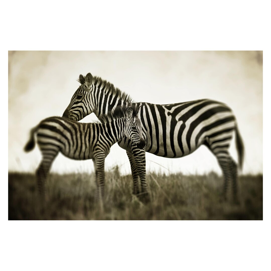 Strukturierte Tapete Zebra Pair 3,2 m x 480 cm