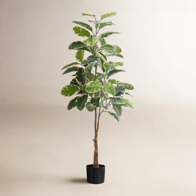 52'' Faux Rubber Tree Tree in Polyethylene (Pe) Pot