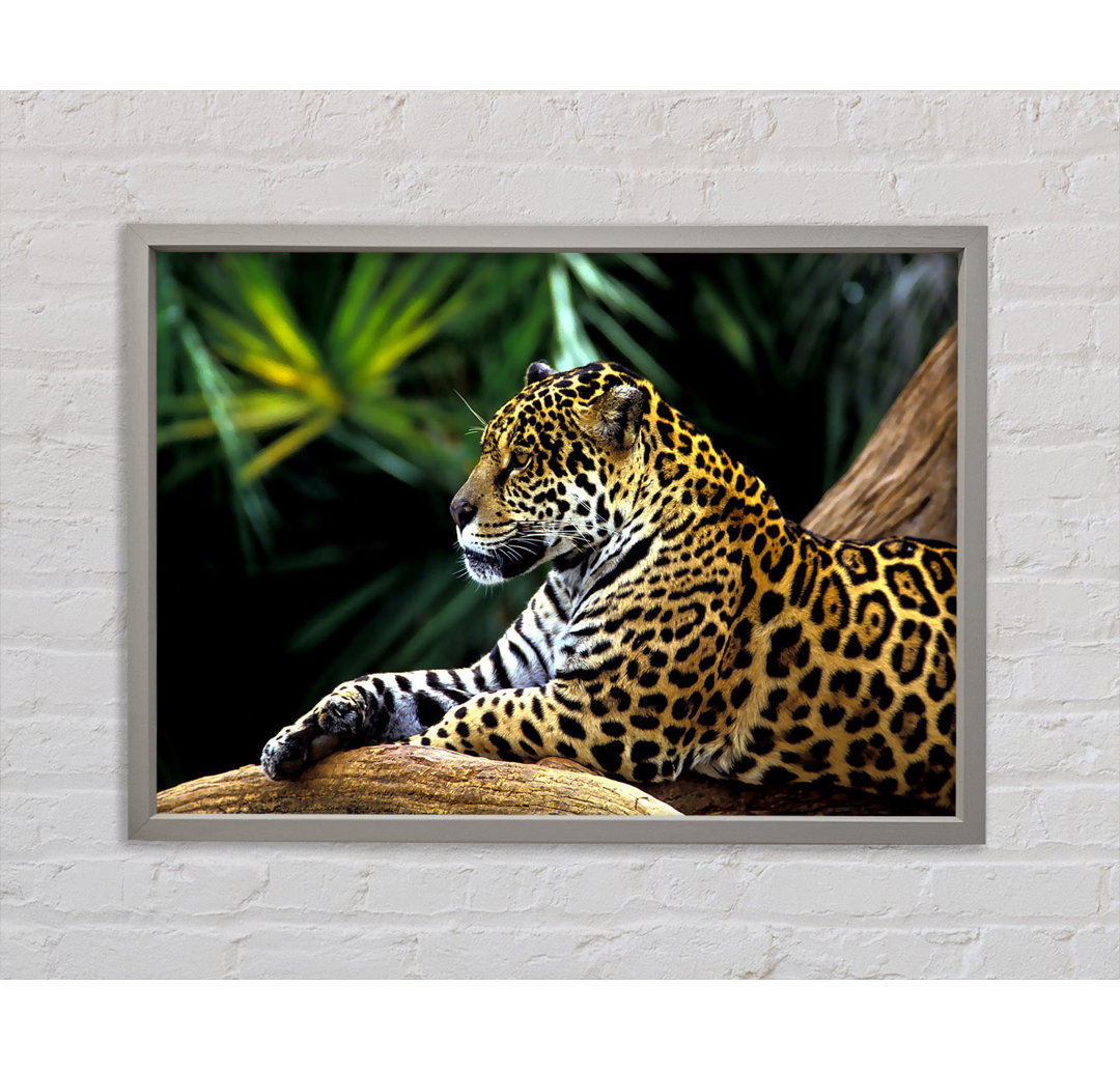 Jaguar im Amazonas-Regenwald - Drucken