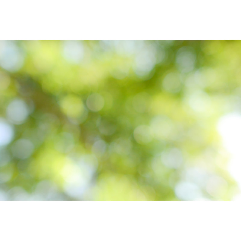 Green Nature - Wrapped Canvas Print, 20cm H x 30cm W x 3.8cm D