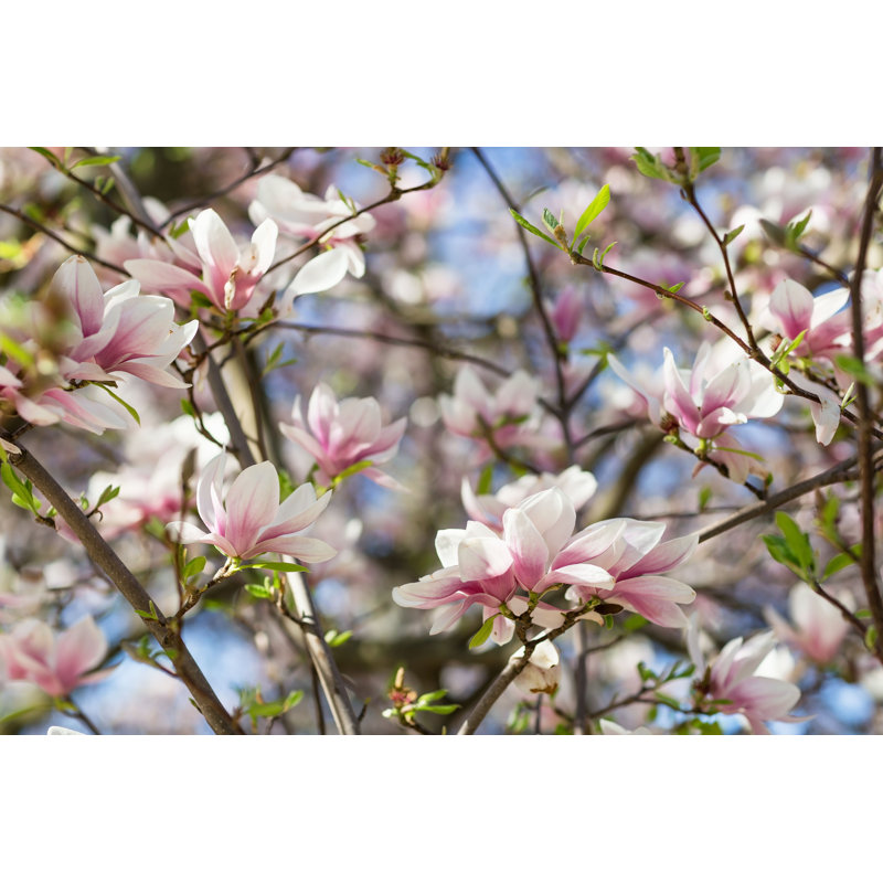 Carmenlita " Magnolia Tree Branch " by Anna Chaplygina, 8" H x 12" W