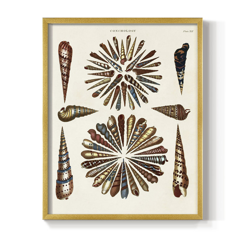 Spiral Shell Formation III, reproduction encadrée - bois massif, Encadrement doré, H 28 po x l 22 po