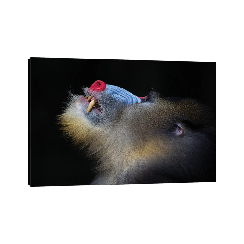 Mandrill Looking Up - Wrapped Canvas Print, 20.32 cm H x 30.48 cm W