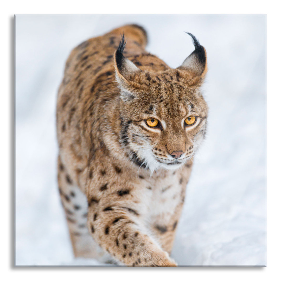 Glasbild Luchs im Schnee