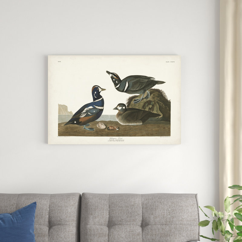 Pl 297 canard arlequin, H 24 po x l 36 po