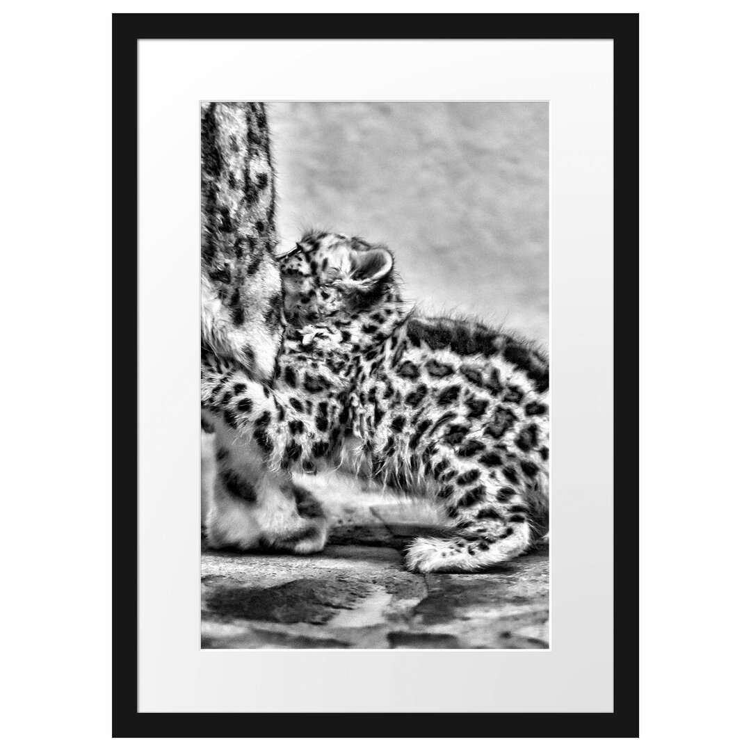 Gerahmtes Poster Kleiner Leopard beim Spielen