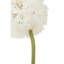 Fiori Allium Arrangement