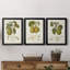 Vintage Pears IV, reproduction encadrée de qualité supérieure - prête à être accrochée-1871717219-1871717212-1871768858