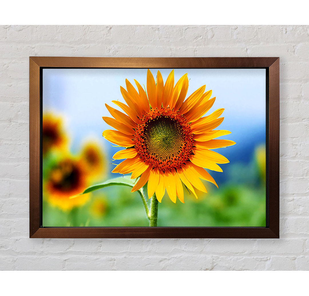 Morning Sunflower - Einzelner Bilderrahmen Kunstdrucke