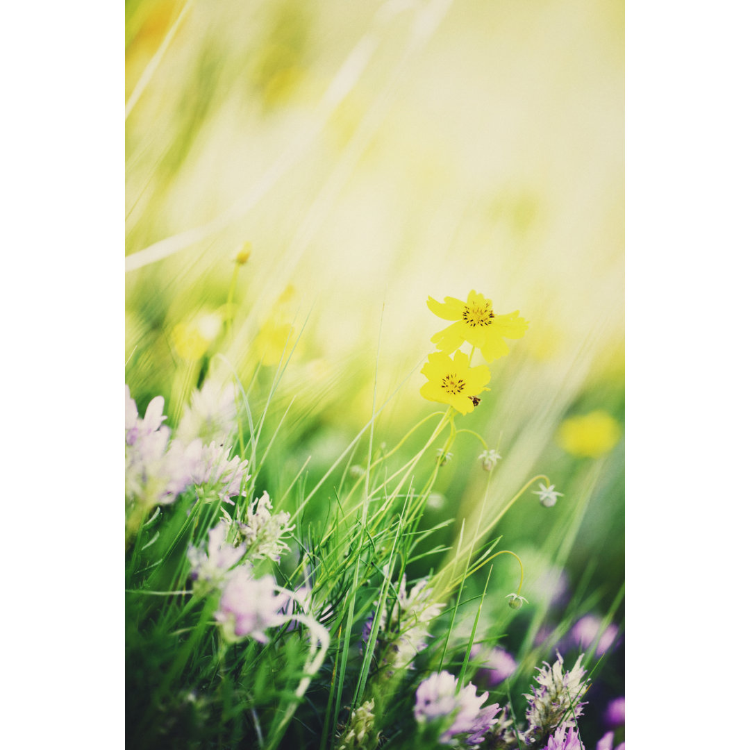 Schöne Colorado-Wildblumen von CatLane - Leinwandbild