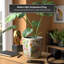 Satsuma Ceramic Planter-1963310352