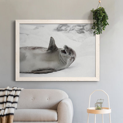 Laughing Seal - photographie encadrée sur toile