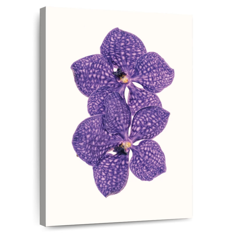Harnek Curious Collections Flower VI, H 12 po x l 8 po