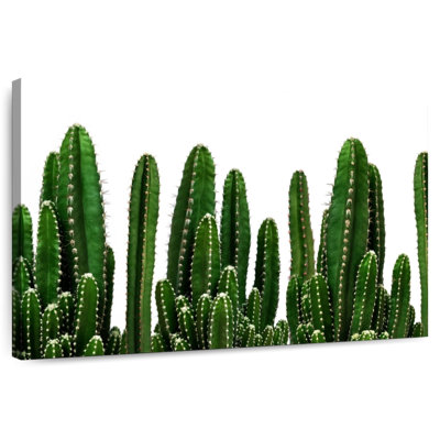 Harnek cactus